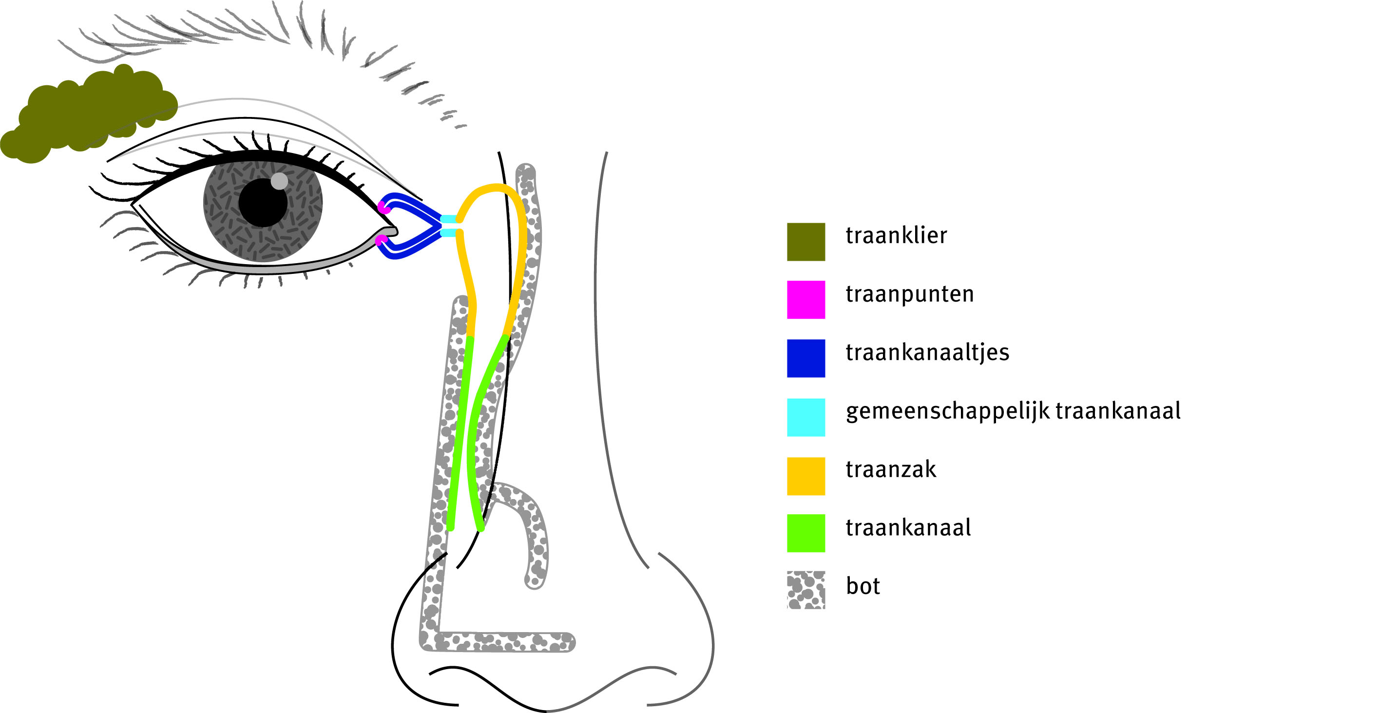 Verstopte traanwegen en traanogen | Het Oogziekenhuis Rotterdam
